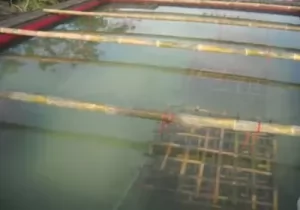 Budidaya udang galah