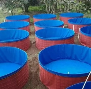 Kolam Ikan Terpal Bundar